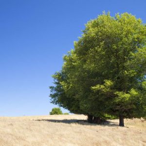 Ulmus minor ‘ Ulmus carpinifolia ‘ European field elm ‘ Smooth-leaf elm ‘ Field Elm ‘ get a quote