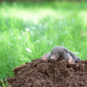 Moles get a quote