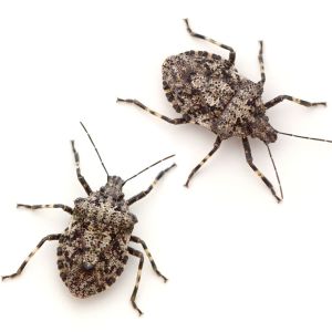 Rough Stink Bugs – Pentatomidae family get a quote