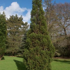 Athrotaxis selaginoides – King Billy Pine – King William Pine – Tasmanian Cedar get a quote