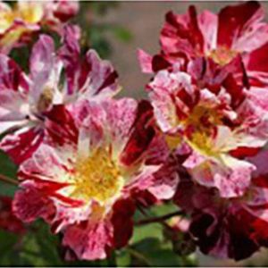 Rosa ‘Fourth of July’ – Rose ‘Fourth of July’ get a quote