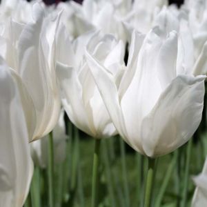 Tulipa ‘White Triumphator’ – Tulip ‘White Triumphator’ get a quote