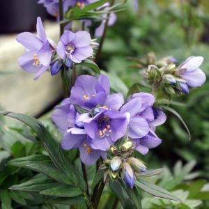 Polemonium reptans ‘Bressingham Purple’ – Jacob’s ladder – get a quote