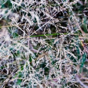 Deschampsia – Hair Grass – get a quote