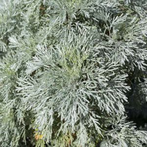 Artemisia arborescens – Shrub wormwood – Mugwort – Sagebrush – Wormwood get a quote
