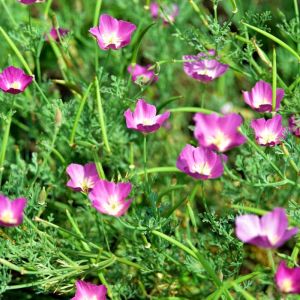 Callirhoe involucrata – Prairie Poppy Mallow – Poppy Mallow – get a quote