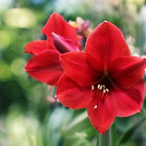 Hippeastrum ‘Red Lion’ – Amaryllis – Barbados Lily – get a quote