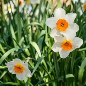 Narcissus ‘Barrett Browning’ – Daffodil ‘Barrett Browning’ get a quote