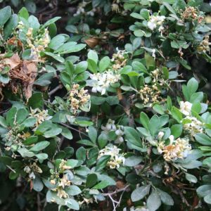 Phillyrea latifolia – Mock Privet – get a quote