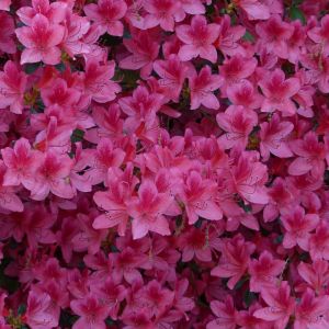 Rhododendron ‘John Cairns’ – Azaleas – get a quote