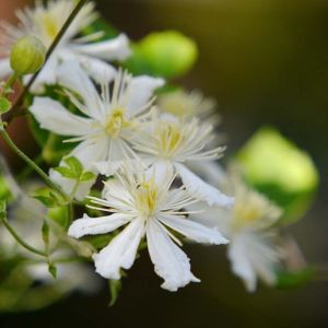 Clematis x fargesioides ‘Paul Farges’ – Clematis ‘Summer Snow’ – Atragene – Old Man’s Beard – Traveler’s Joy – Virgin’s bower – get a quote