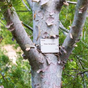 Pinus bungeana – Lacebark Pine – Pine – get a quote