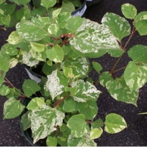 Fallopia jap. ‘Variegata’ – Japanese Fleece flower – get a quote