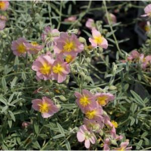 Helianthemum ‘Wisely Pink’ – Rock rose – get a quote