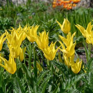 Tulipa ‘West Point’ – Tulip ‘West Point’ get a quote