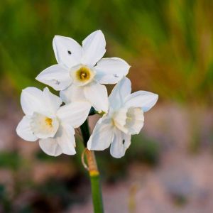 Narcissus ‘Tresamble’ – Daffodil ‘Tresamble’ – Bulbs get a quote