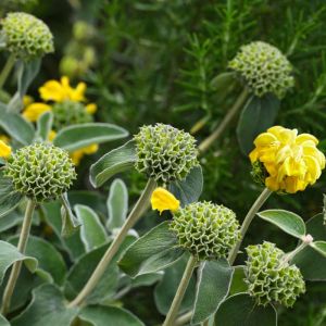 Phlomis ‘Edward Bowles’ get a quote