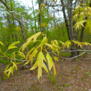 Quercus falcata – Southern Red Oak – Quercus digitata – Quercus cuneata – Quercus trilobata – Spanish Oak – Oak – get a quote