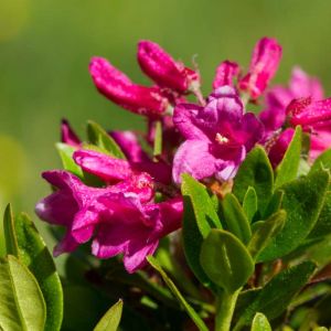 Rhododendron ferrugineum – Alpine Rose – Azaleas – get a quote