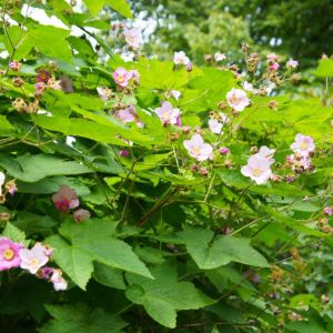 Rubus odoratus – Flowering raspberry – Thimbleberry – Ornamental raspberry – Purple Flowering Raspberry – get a quote