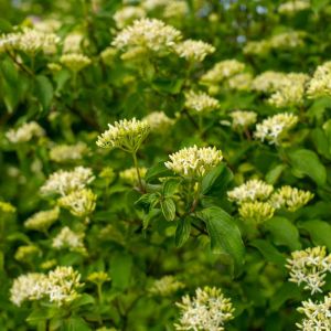 Viburnum prunifolium – Blackhaw Viburnum – Black Haw ‘ get a quote