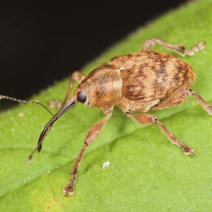 Hazelnut Weevil – Curculio obtusus get a quote