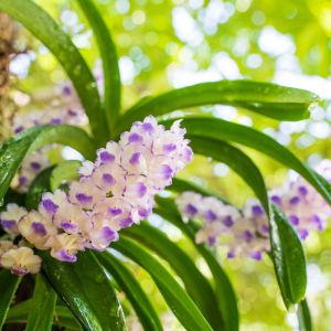 Aerides Orchid get a quote