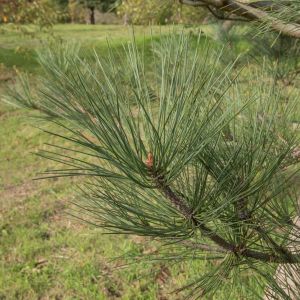 Pinus jeffreyi – Jeffrey Pine – Pine – get a quote