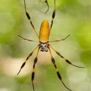 Golden Silk Spider – Nephila clavipes get a quote