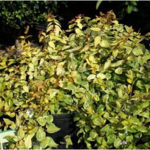 Abelia ‘White Marvel’ – Glossy abelia get a quote