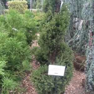 Topiary – Spiral – Alberta Spruce get a quote