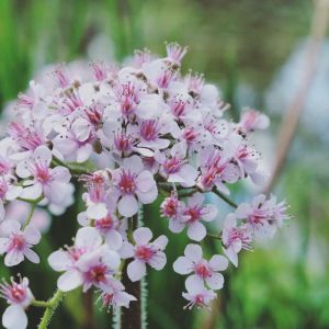 Darmera peltata – Peltiphyllum peltatum – Peltiphyllum – Umbrella Plant – Indian Rhubarb – get a quote