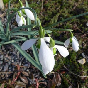 Galanthus ‘John Gray’ – Snowdrop – get a quote