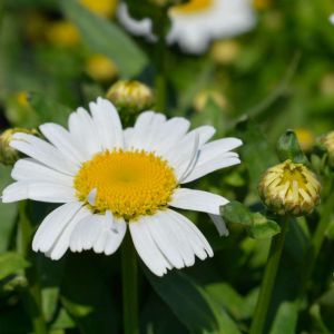 Leucanthemum x superbum ‘Snow Lady’ – Chrysanthemum maximum of gardens – Chrysanthemum x superbum – Shasta Daisy – get a quote