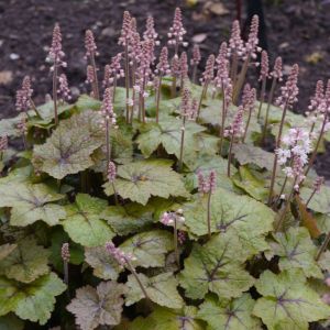 Tiarella wherryi – Tiarella cordifolia var. collina – Foamflower – get a quote