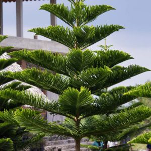 Araucaria columnaris – Araucaria cookii – New Caledonian Pine – Pin Colonnaire – Cook Pine – get a quote
