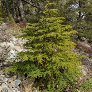 Cedrus brevifolia – Cedrus libani subsp. brevifolia – Cyprus Cedar – Cedar – True Cedar – get a quote