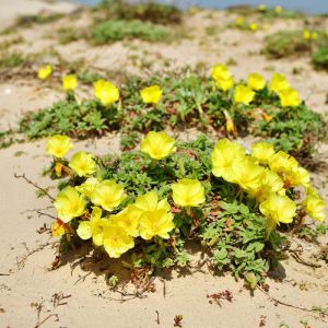 Oenothera drummondii – Beach Evening Primrose – Evening Primrose – Sundrops – get a quote