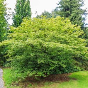 Acer palmatum ‘Linearilobum’ – Acer palmatum ‘Scolopendrifolium’- Japanese Maple – Maple – get a quote