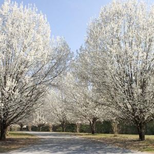 Pyrus ‘Bradford’ – Callery Pear get a quote