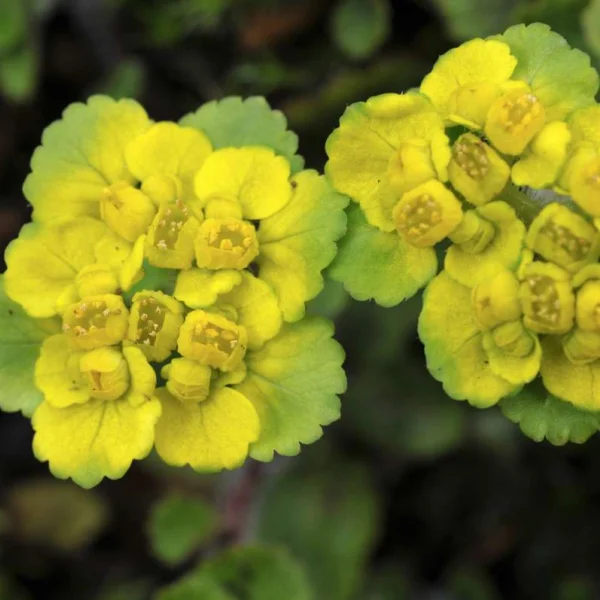 Chrysosplenium davidianum – Golden Saxifrage – get a quote