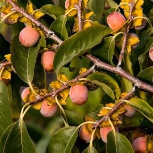 Diospyros virginiana – American Persimmon – Possumwood – Persimmon – Ebony – get a quote