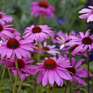 Echinacea purpurea ‘Robert Bloom’ – Rudbeckia purpurea – Purple Coneflower – Coneflower – get a quote