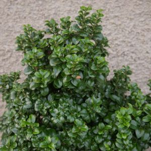 Ligustrum japonicum ‘Rotundifolium’ – Japanese Privet – Privet – get a quote