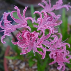 Nerine flexuosa – Nerine pulchella – Spider Lily – Guernsey Lily – get a quote