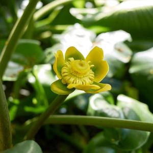 Nuphar advena – Common spatterdock – Spatterdock – Pond Lily – Yellow Pond Lily – get a quote