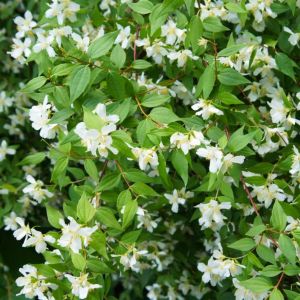 Philadelphus ‘Microphyllus’ – Mock Orange – get a quote