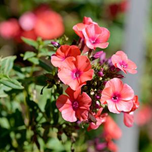 Phlox paniculata ‘Orange Perfection’  – Garden Phlox get a quote