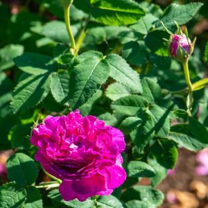 Rosa ‘Belle de Crecy’ – Rose ‘Belle de Crecy’ get a quote