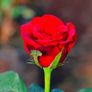 Rosa ‘Olympiad’ – Rose ‘Olympiode’ – Rose Olympiad’ get a quote